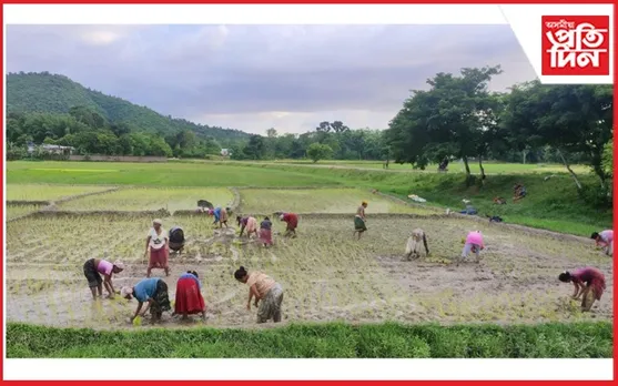 বঢ়মপুৰৰ প্ৰান্তে-প্ৰান্তে পালিকঠীয়া ৰোৱাত ব্যস্ত জাক-জাক ৰোৱনী