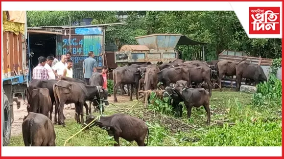 বালাজানত আৰক্ষীৰ অভিযানত আম অনা ট্ৰাকৰ পৰা জব্দ ৩০ টা চোৰাং ম’হ