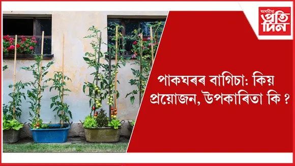পাকঘৰৰ বাগিচা seo (1)