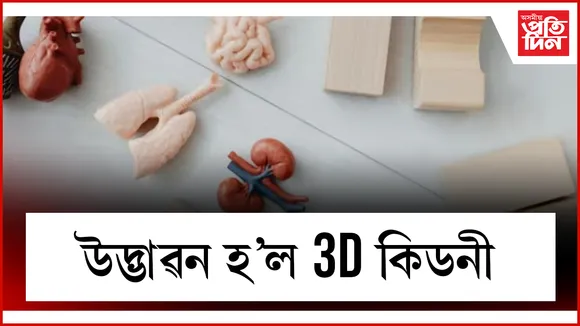 কিডনী