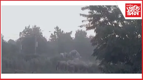 new ap web 11-11-24 new 2