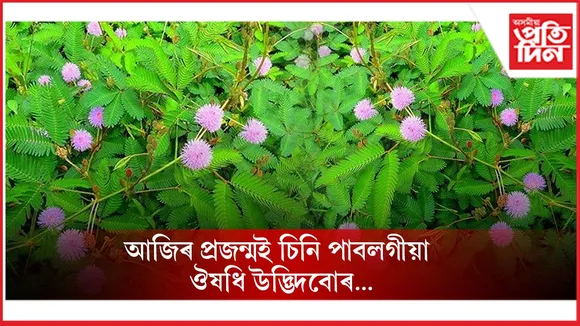 ঔষধি উদ্ভিদবোৰ