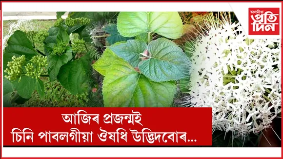 ঔষধি উদ্ভিদ