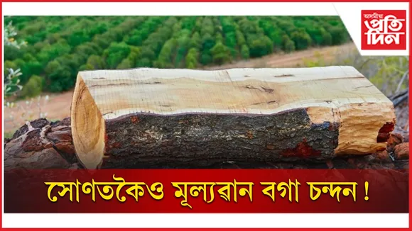 বগা চন্দন