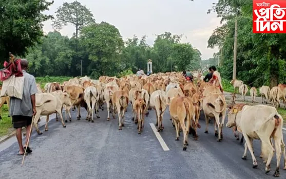 পশুধন চুৰি কাণ্ডৰ বিৰুদ্ধে ব্যৰ্থ ঘিলামৰা আৰক্ষী...