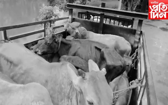 চোৰাং গো-ধন সৰবৰাহ কৰা চক্ৰৰ সৈতে আৰক্ষীৰ গোপন বুজাবুজিৰ অভিযোগ