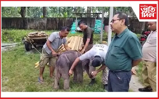 ভাৰত-ভূটান সীমান্তত কণমানি হাতীৰ পোৱালি উদ্ধাৰ...