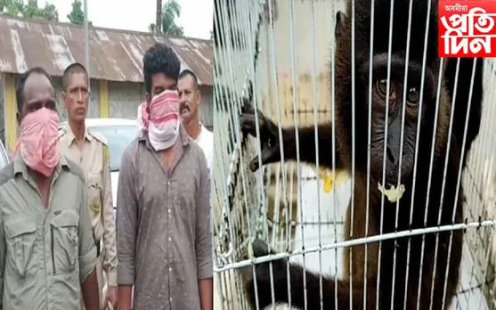 ৰঙিয়াত উদ্ধাৰ বিৰল প্ৰজাতিৰ ৪১ টাকৈ বন্যপ্ৰাণী, আটক ২