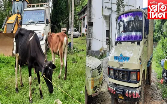 ধূপধৰাত আৰক্ষীৰ অভিযান, খেদি খেদি জব্দ কৰিলে তিনিখন বাহন সহ ১৬টা চোৰাং গৰু...