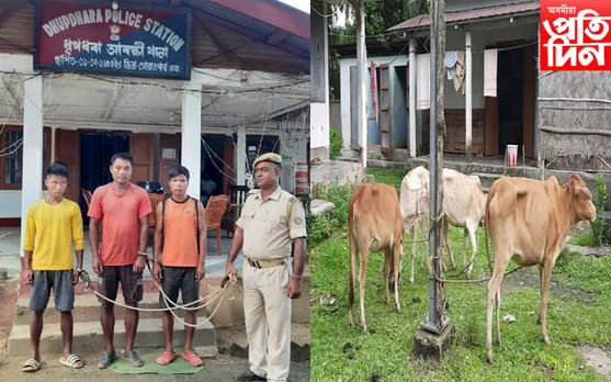 ধূপধৰা আৰক্ষীৰ অভিযানত জব্দ ৯টা চোৰাং গৰু...
