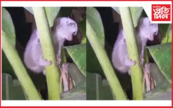 মথুৰাপুৰত লাজুকী বান্দৰ উদ্ধাৰ...