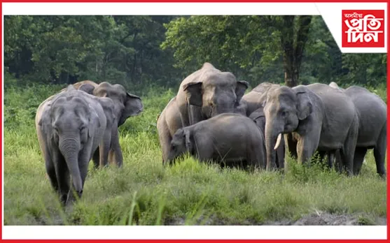 হাতী-মানুহৰ সংঘাত ৰোধৰ বাবে বনাঞ্চল বেদখলমুক্ত কৰাৰ নিৰ্দেশ গুৱাহাটী উচ্চ ন্যায়ালয়ৰ...