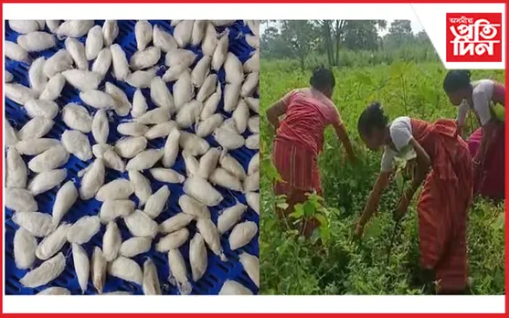পলু পালন, মিশ্ৰিত কৃষিকৰ্মৰে উজ্বলিছে বাক্সাৰ ১০ গৰাকী বড়ো আইজো...