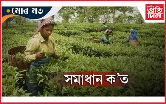ক্ষুদ্ৰ চাহ খেতিয়কে বাদ দিছে পাত তুলিবলৈঃ কিদৰে সমাধান হ'ব সমস্যাৰ... 