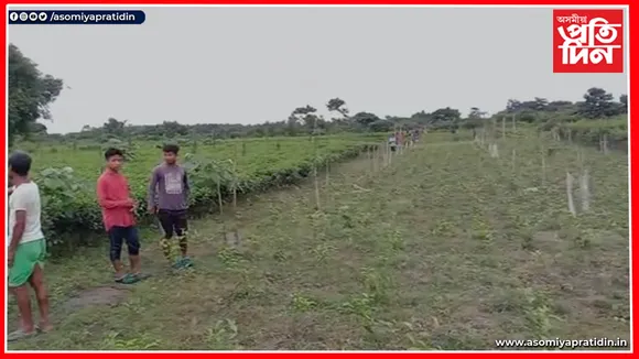 কোকৰাঝাৰত গৰখীয়াক গচকি মাৰিলে হাতীয়ে