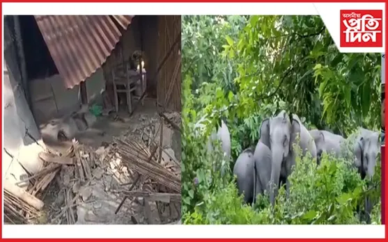বাক্সাত বন্যহস্তীৰ উপদ্ৰৱ, ঘৰ-দুৱাৰ ভাঙি লণ্ড-ভণ্ড কৰে হাতীৰ জাকটোৱে...
