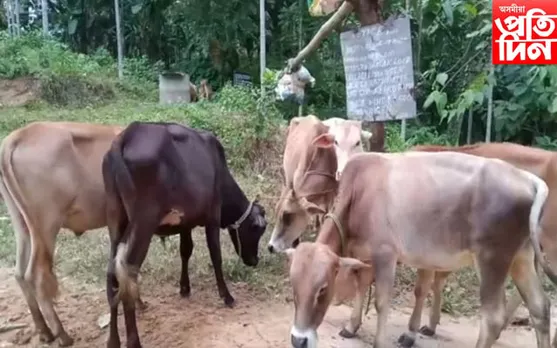 বকোত ২১টা চোৰাং গৰু জব্দ...