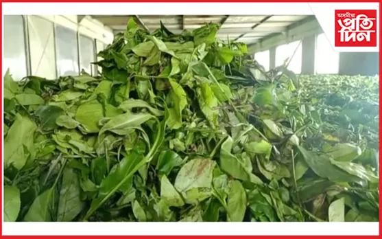 দ্ৰুত গতিত হ্ৰাস পাইছে কেঁচা পাতৰ মূল্য, গভীৰ সংকটত ক্ষুদ্ৰ চাহ খেতিয়ক...