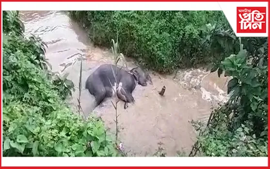 ধিক বন বিভাগ! ৪০ ঘন্টা নদীত পৰি থকা আহত হাতীটোৰ মৃত্যু...