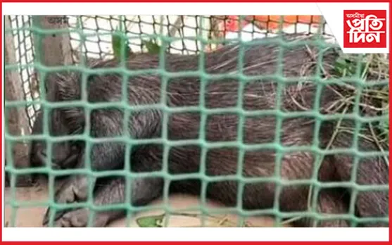 মহানগৰীত উদ্ধাৰ কেঁটেলা পহুঃ বন বিভাগৰ জিম্মাত মৃত্য...