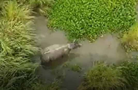 ট্ৰাকৰ খুন্দাত আহত গঁড়টোৰ সন্ধান লাভ বন বিভাগৰ