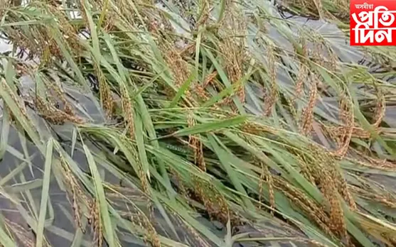 জোনাইত আহিনৰ বানত বুৰ গ'ল সোণোৱালী পথাৰ... 