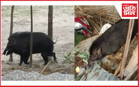 দৰঙৰ আটাকাটা আৰু কেওঁটপাৰা গাঁৱত বনৰীয়া গাহৰিৰ তাণ্ডৱ...