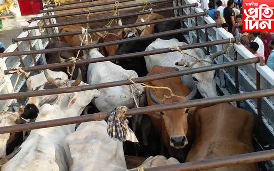 বোকাখাতৰ কুৰুৱাবাহীত সক্ৰিয় গৰু চোৰ চক্ৰ...