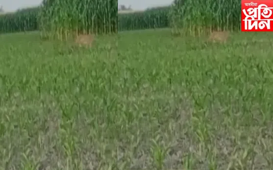 মঙলদৈৰ কটহগুৰিত বাঘৰ মুক্ত বিচৰণ