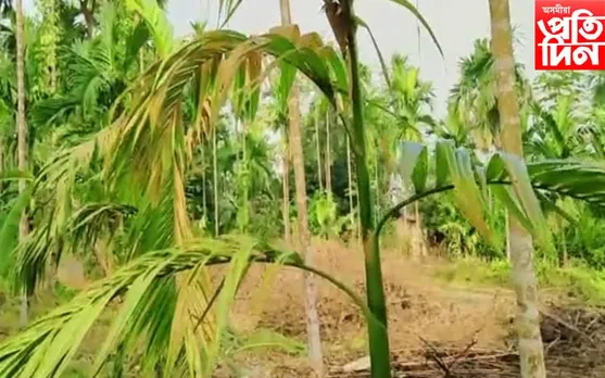 মেঘালয়ক সমৰ্থন নকৰাৰ বাবে জ্বলালে তামোলৰ খেতি