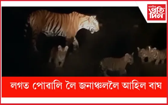 শিৱসাগৰৰ চাৰিঙত বাঘৰ মুক্ত বিচৰণঃ গোহালিৰ পৰা লৈ গৈছে গৰু...