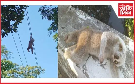 চৰাইদেউত বিদ্যুতৰ তাঁৰত লাগি দুষ্প্ৰাপ্য লাজুকী বান্দৰৰ মৃত্যু...