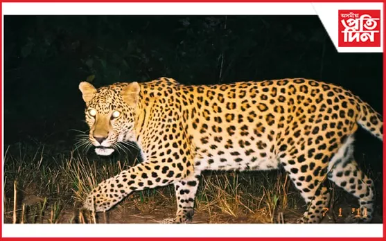 শিৱসাগৰৰ চাৰিঙত বাঘৰ মুক্ত বিচৰণঃ গোহালিৰ পৰা লৈ গৈছে গৰু...