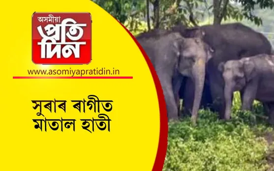 দেশীয় সুৰাৰ ৰাগীত মতলীয়া বন্যহস্তী...