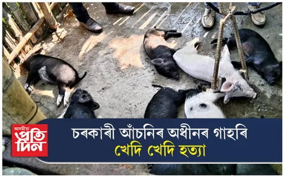 খেদি খেদি চৰকাৰী আঁচনিৰ গাহৰি নিধন যজ্ঞ আৰম্ভ : ঠিকাদাৰৰ গাফিলতিৰ ভয়ংকৰ পৰিণতি...