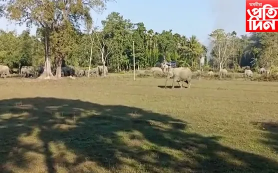 থাকিব ক'ত, খাব কি? জনাঞ্চললৈ ওলাই আহি বন্যহস্তীৰ সন্ত্ৰাস...