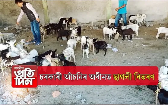ৰুৰবান আঁচনিৰ অধীনত ছাগলী বিতৰণঃ পশুখাদ্য নিদিয়াত অসন্তুষ্টি...
