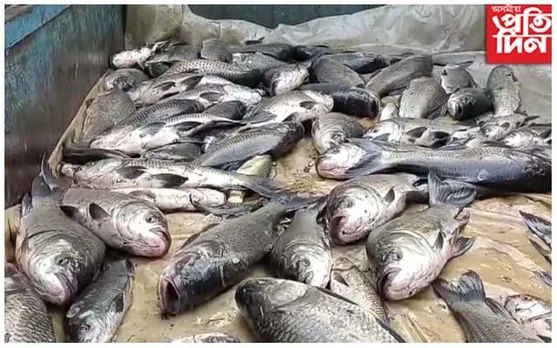 মৰিগাঁও পৌৰপতি যুগেশ তামুলীৰ বাবে বন্ধ মৰিগাঁও পাইকাৰী মাছৰ বজাৰ...