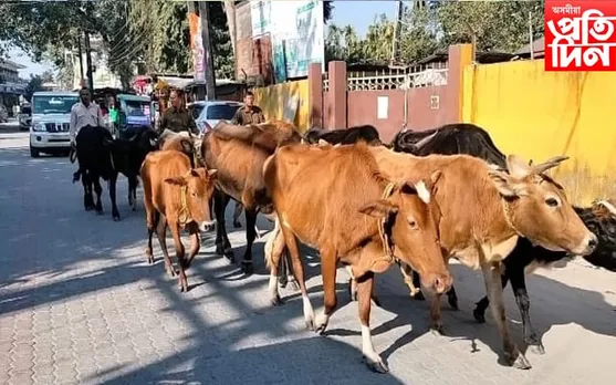 চিৰাঙৰ বিজনীত আৰক্ষীয়ে জব্দ কৰিলে ২৮ টা চোৰাং গৰু...