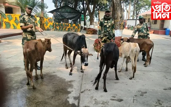ভাৰত-বাংলাদেশ সীমান্তত ৯ টা চোৰাং গৰু জব্দ