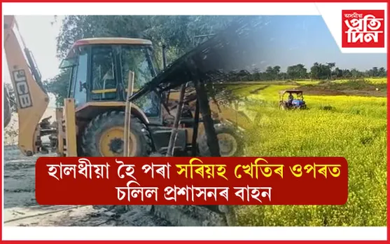 পাভ সংৰক্ষিত বনাঞ্চলত প্ৰশাসনৰ উচ্ছেদঃ হালধীয়া হৈ পৰা সৰিয়হৰ খেতিত চলিল প্ৰশাসনৰ ট্ৰেক্টৰ... 