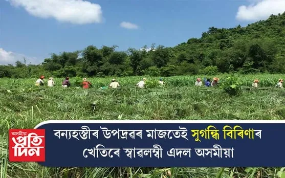 "সুগন্ধি বিৰিণা"ৰ খেতিৰে এদল অসমীয়াৰ চমক...
