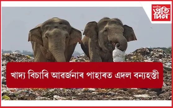 আৱৰ্জনাৰ পাহাৰত খাদ্য বিচাৰি বন্যহস্তীৰ জাক...