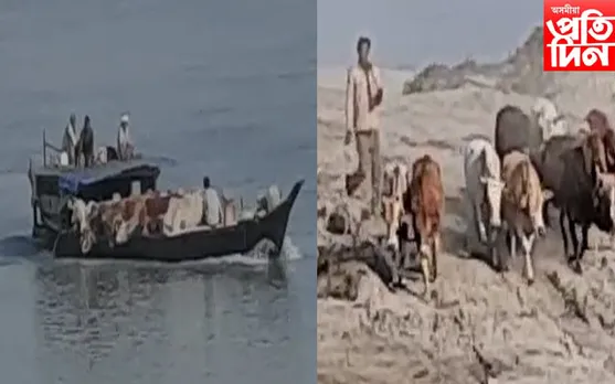 ব্ৰহ্মপুত্ৰৰ বুকুৰে চোৰাং গৰুৰ অবৈধ সৰবৰাহ 