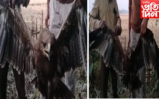 জামুগুৰিহাটৰ নাহৰবাৰীত দুস্প্ৰাপ্য ঈগল চৰাই উদ্ধাৰ 