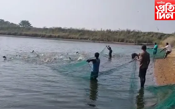 উৰুকা উপলক্ষে কন্যকা কৃষি পামৰ পদক্ষেপ, সুলভ মূল্যত চিতল ,ভকুৱা, ৰৌ , বাহু মাছ