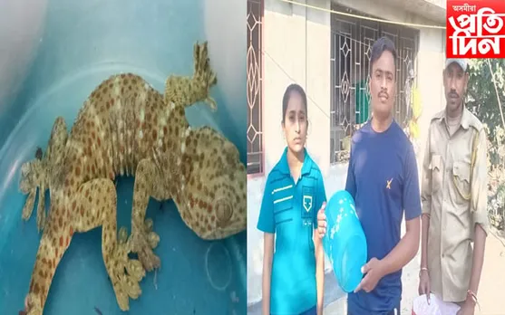 মায়ঙত দুষ্প্ৰাপ্য প্ৰজাতিৰ কেঁকো সাপ উদ্ধাৰ  