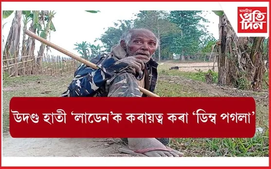 উদণ্ড হাতী 'লাডেন'ক কৰায়ত্ব কৰা 'ডিম্ব পগলা'ৰ খবৰ ৰাখিছেনে কোনোবাই?