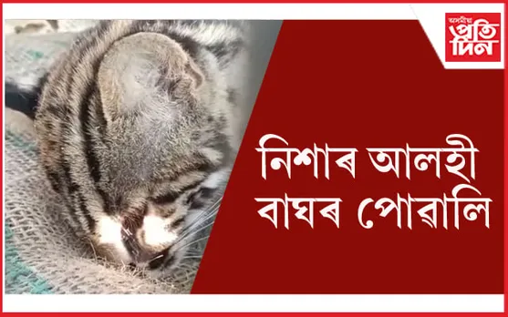 নিশাৰ আলহী হৈ আহিল বাঘৰ পোৱালি... 