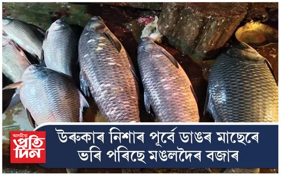 ডাঙৰ মাছেৰে ভৰি পৰিছে মঙলদৈৰ বজাৰ...
